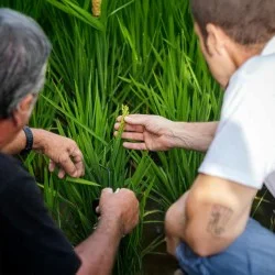 ARROZ. TÉCNICA Y ESENCIA