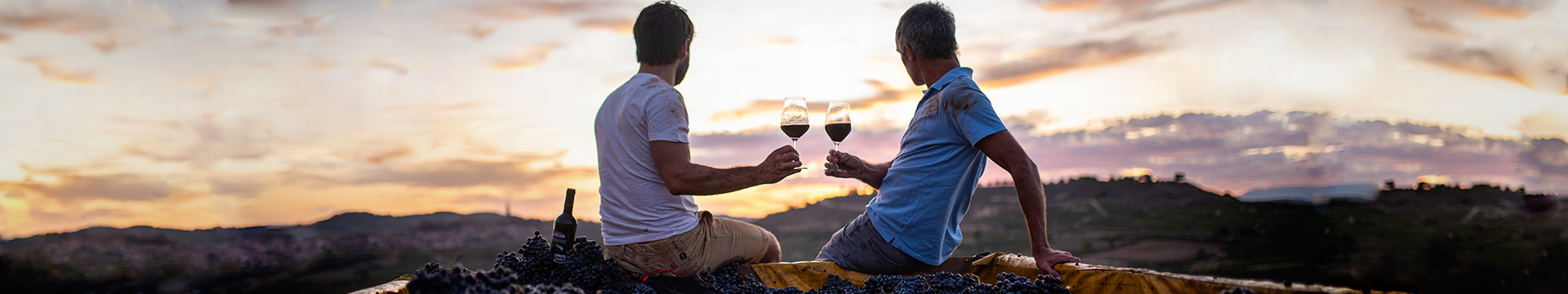 Ver y vivir la vendimia en los viñedos de Vintae con los #viñaterosviajeros