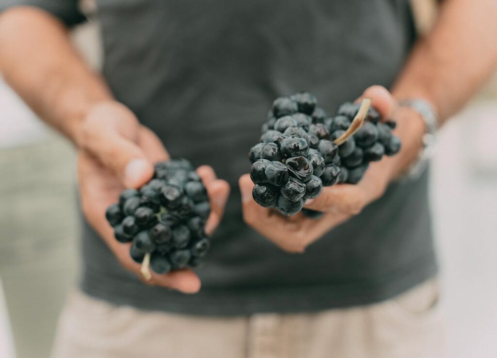 Vive la vendimia en La Rioja con Hacienda López de Haro